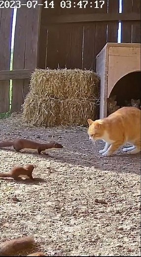 Cat vs Wild Weasel Who Wins This Showdown?
