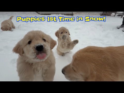 Golden Retriever Mama Introduces Her Puppies to Snow for the First Time!