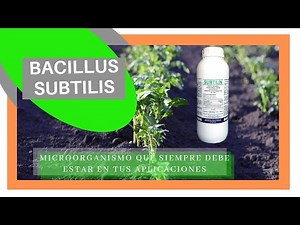 💪 BACILLUS SUBTILIS el 🕵️ temido de los PATOGENOS