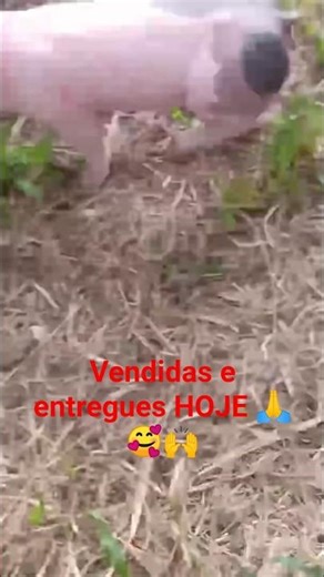 Futuras MATRIZES 🥰 Vendidas graças à DEUS 🙏🙌