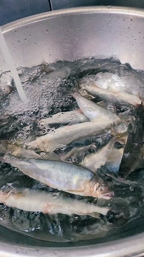 日本料理「ヒカリヤヒガシ」｜公式 on Instagram: "【鮎の塩焼き】 鮎の塩焼きは素材の良さのみならず、焼き加減も大切です 皮はパリッと 身はホロッとしっとり 会席 雫からの焼物でご用意しております ぜひお召し上がりくださいませ #ヒカリヤ #ヒカリヤヒガシ #鮎の塩焼き #松本市和食 #松本市ランチ #松本市ディナー #信州松本 #日本料理 #会席 #kaisekicuisine #japanesefood #washokulovers"