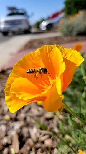 Happy #WorldBeeDay 🧡🐝 Bees are incredibly important pollinators that not only provide us with 1/3 of the food we eat but they also contribute to the immense beauty of our planet! 🌏 Here are some of the ways you can help our cute little friends: 1. Plant native flowers/plants and if possible, let weeds grow 2. Quit using pesticides/harsh chemicals 3. Leave out a shallow water dish with pebbles for bees to drink from 4. If you have a hive in or on your property, call a Live Bee Removal Speciali