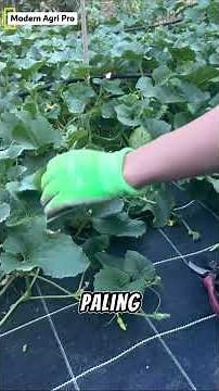 Secrets to a Bountiful Harvest! How to Successfully Maintain and Harvest Your Own Garden