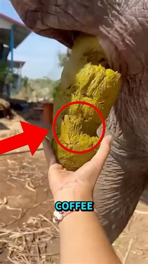 The World's Most Expensive Coffee Is Made From Cat Poop 😲😲