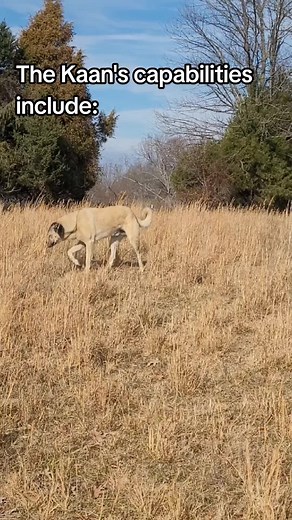 #anatolianshepherd #livestockguardiandogs #anadoluaslanı #anadoluçobanköpeği