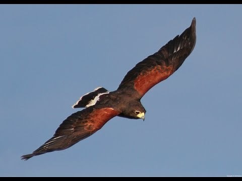 Armageddon - Buzzard