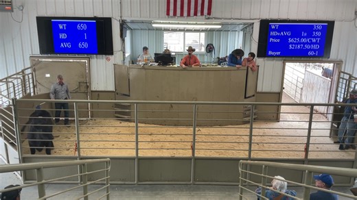 Cow House Livestock Auction on Reels