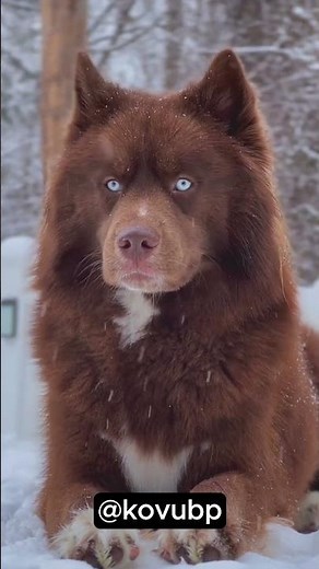 Majestic RED Siberian Husky! 🧡 #redhusky #husky #huskyowner #siberianhusky
