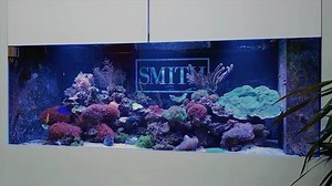 2.6K views · 70 reactions | Our rich and vibrant 700 gallon commercial client reef installation is up on our YT channel, ADG Vibe in rich and vibrant 4K. Enjoy it streamed onto a 4K tv or monitor for full expression. #reefaquarium #coralreeftank #customaquarium #aquariumdesigners #modernaquarium #aquariumservice | Aquarium Design Group | Facebook