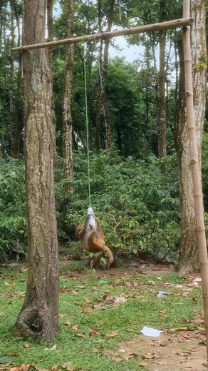The monkey is swing😂 . . . . . . . . . #LaughWithAnimals #monkeyswing | Laugh with Animals