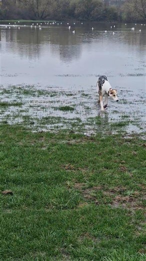 Weddington field today. Short walk for lola | Mark Bodill
