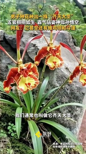 Man's Astonishing Journey: From Flowers to Great Sage Plant