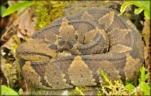 Atropoides nummifer mexicanus - Alchetron, the free social encyclopedia