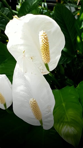 These plants could remove mold from your home