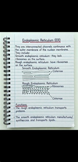 Rough vs Smooth Endoplasmic Reticulum Explained | KCSE Biology Revision #Shorts