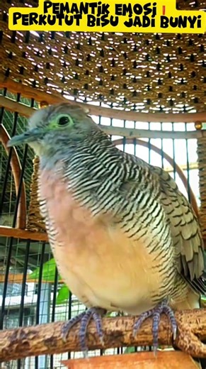 SUARANYA🔊 KHAS JADI PEMANTIK AUTO, BIKIN LAWAN EMOSI ❗#perkutut#perkututlokal #perkututlokalgacor