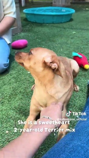 Meet Water Lily! 🌸#adopt #dog #sanantonio