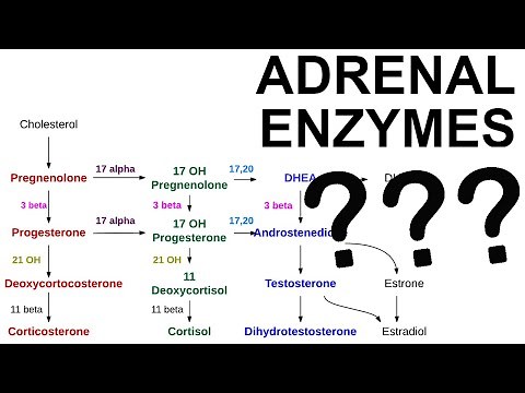 Adrenal Enzyme Deficiencies