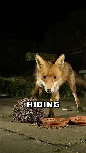 Hedgehogs: Tiny, Spiky, and Always Ready