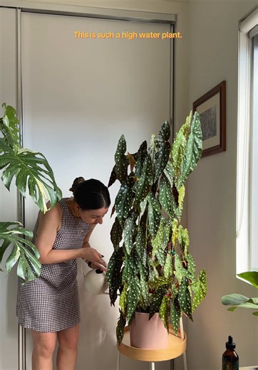 I water & mist my beautiful Begonia daily (in summer). It is such a high water plant & I get crispy tips if I don’t. I never worry about mildew, because she sits in a window and gets plenty of ventilation. Airflow is so important for plants & homes! Open up your space well & enjoy the beauty. Now go & water your Begonia. #begonia #begoniamaculata #luften #houseplants #plantyhomes