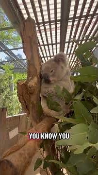 Koalas Up Close! 🐨 What They Really Eat & How We Build Their Habitat