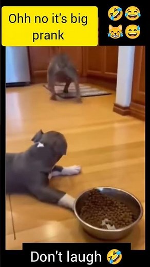 Scary Prank on Dog 😱 | Dog’s Reaction Will Shock You! 🐶🔥#dogprank#prank