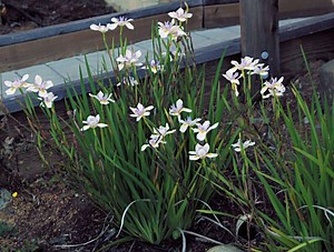 Dietes - Alchetron, The Free Social Encyclopedia