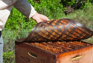 Organic Raw Bee Propolis – Carefully Harvested From Our Own Hives - Etsy