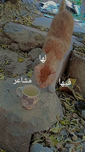 #قطي_عنتر.😇