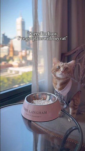 Spoiling our cat with a luxury hotel staycation #pettravel #cat #melbourne