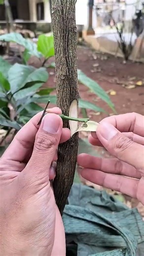 🍎 تقنية تطعيم مميزة على أشجار التفاح | تعلّم التطعيم خطوة بخطوة بسهولة 🌳
