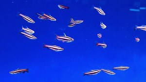 Loving this tank, reticulated Cory's and Red pencilfish 😍 | Pier Aquatics