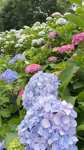 Kyoto’s Stunning Hydrangeas in Full Bloom 🌸 Japan 2026 #Shorts