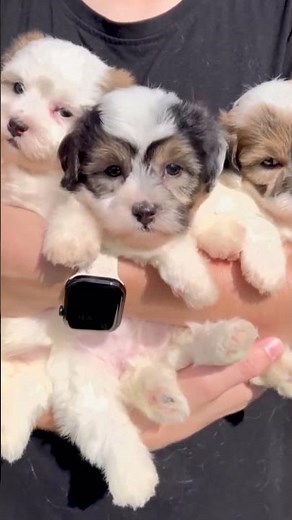 Peak Cuteness: A Handful of Teddy Bear Puppies! 🧸🐾 | Charlotte Dog Club ✨