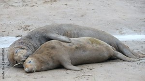 Grey Seals Mating on the Beach