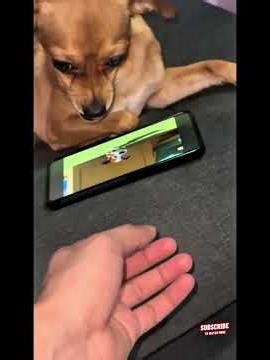 TOP ADDICTED DOGS IN USING PHONES!!