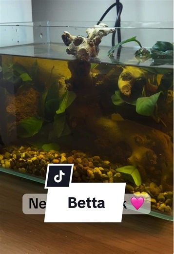Setting Up a New Betta Tank: A Personal Journey