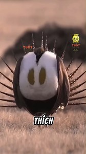 126K views · 410 reactions | Chim gà gô trống làm gì để được con cái cho giao phối #knowledge #ForYou #Reels #Viral #Animals #FYPシ゚ #Trending | Tuốt hiểu biết | Facebook