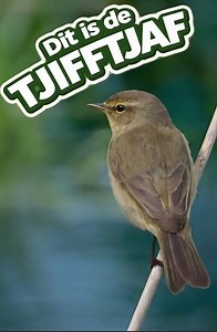 Hoor jij deze vogel? Dit herken je meteen aan zijn zang TJIF TJAF CHIFFCHAFF