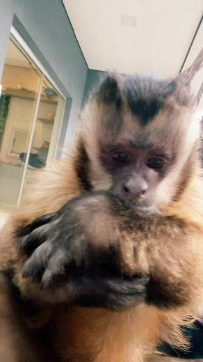 Monkey Close-Up: A Look at Expressive Behavior