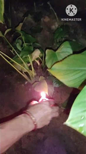 Kati Bihu 2025 | Assamese Festival of Light & Faith
