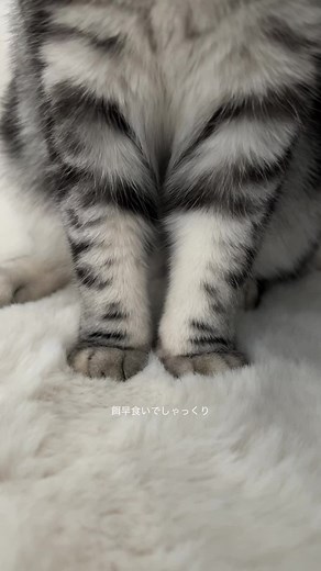 かわいいアメリカンショートヘアの子猫たち