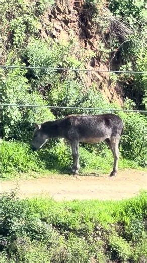 Tordillo