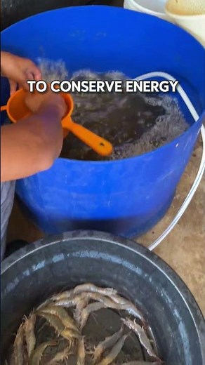 Learn more about how the oxygen level will effect the shrimp health