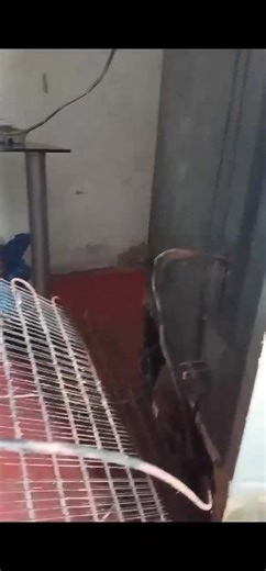 This fridge needs to change condenser | Fridge fixing and Repair all appliances