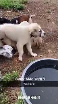 Grappige Honden Video’s die je zeker laten lachen 🤣🐾 #20