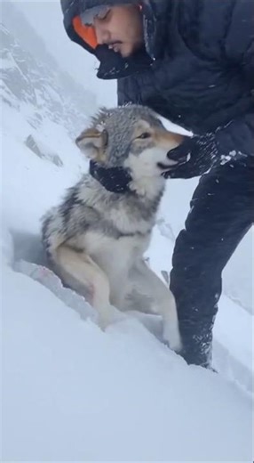 freeze wolf rescue operation😱 #trending #viralvideos #ai #viral #rescue 🤫
