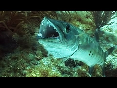 What Really Happens When a Barracuda Bites | Our World