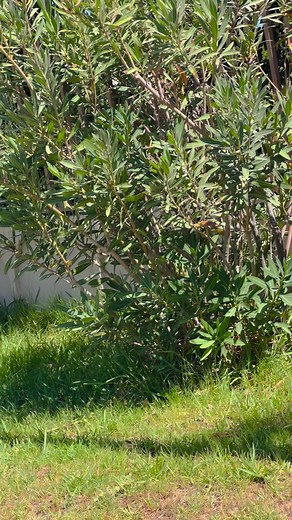 6.9K views · 47 reactions | Collection manel on Reels | Facebook