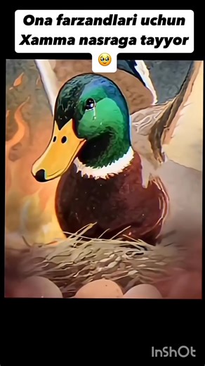 #onam #rek #reels #islam #shorts #trend #music #muslim #nasheed #ilm_bu_nurdir #shayx #newsong